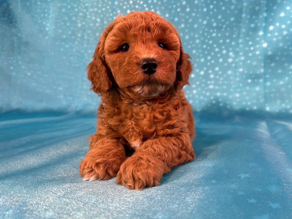 Dark Red Bichon Poodle Female Puppy for Sale DOB 10-16-2025 $950